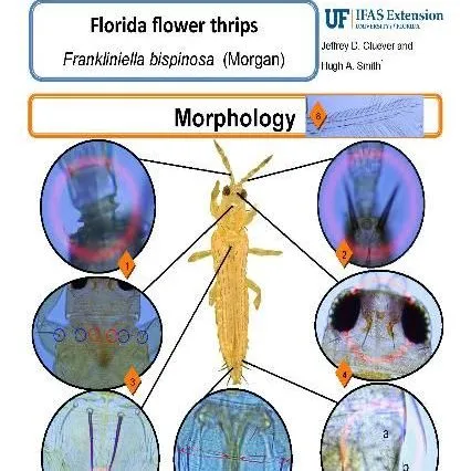 thumbnail for publication: Pest Identification Guide: Florida Flower Thrips Frankliniella bispinosa (Morgan)